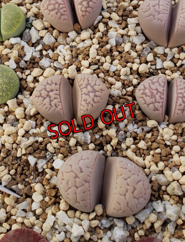 画像2:  v. elisae C252【25-10】