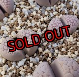 画像:  v. elisae C252【25-10】