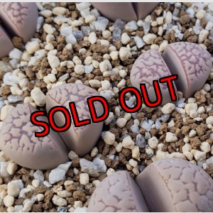 画像:  v. elisae C252【25-10】