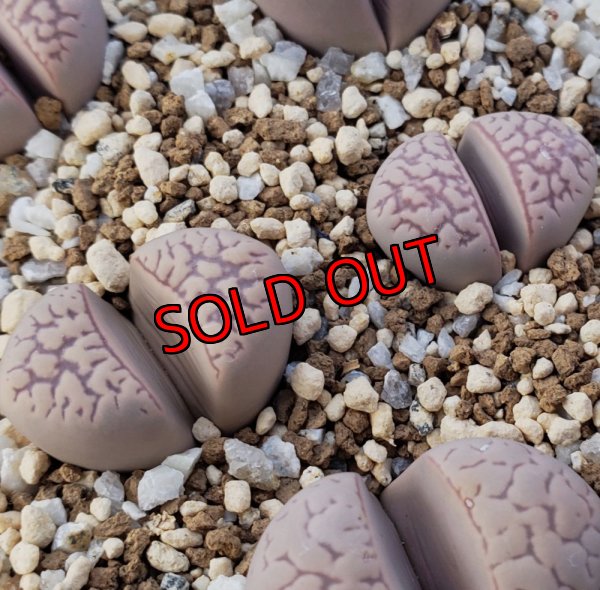 画像1:  v. elisae C252【25-10】