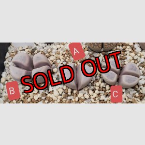 画像:  meyeri C273【25-10】