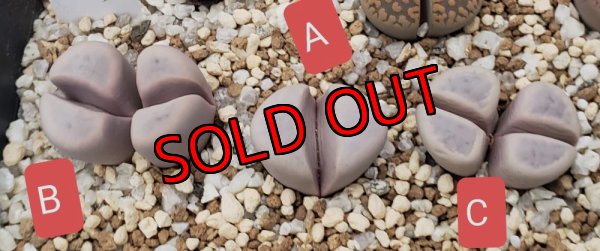 画像1:  meyeri C273【25-10】