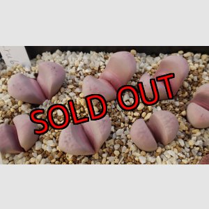 画像: "Hammeruby" C272-A,  【25-10】