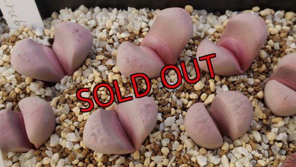 画像1: "Hammeruby" C272-A,  【25-10】