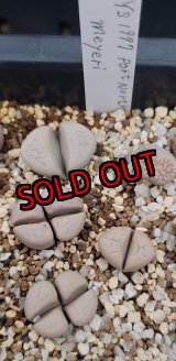 画像:  Y. S. 1997 Port Nolloth meyeri 【25-10】