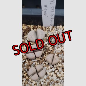 画像:  Y. S. 1997 Port Nolloth meyeri 【25-10】