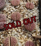 画像: ノーリー二アエ系/C304 L.naureeniae【25-10】