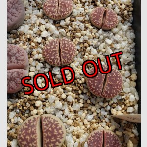 画像: ノーリー二アエ系/C304 L.naureeniae【25-10】