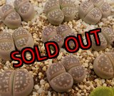 画像: C109olivacea【25-10】