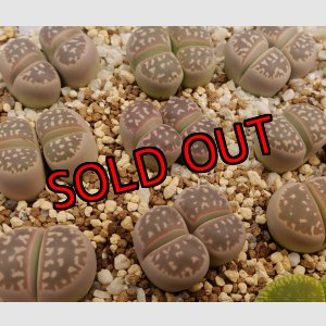 画像: C109olivacea【25-10】