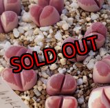 画像: optica Rubra C81A/2H【25-10】