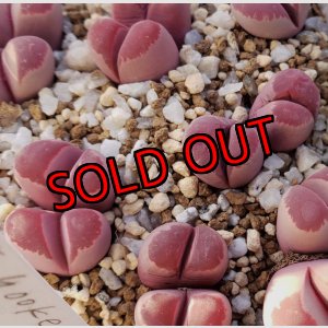 画像: optica Rubra C81A/2H【25-10】