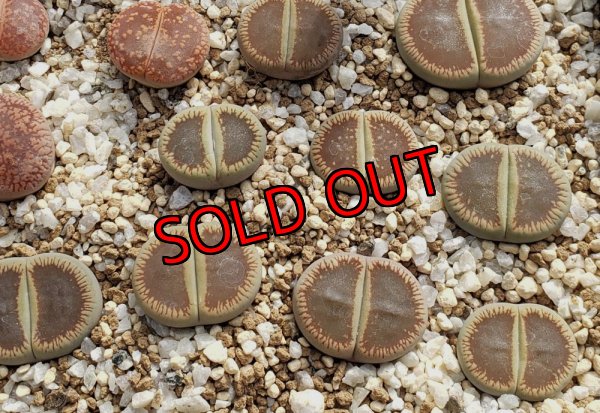 画像2: Mado-Yogetsugyoku ex. C54【25-10】