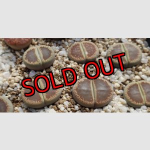 画像: Mado-Yogetsugyoku ex. C54【25-10】