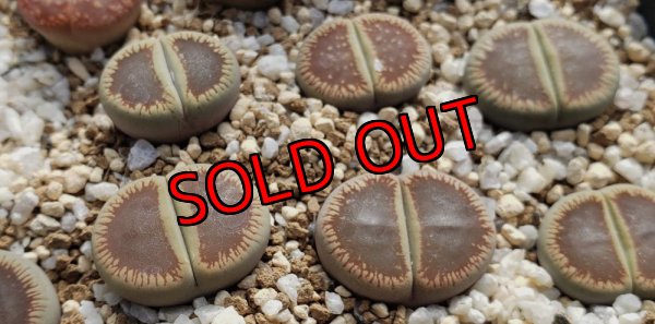 画像1: Mado-Yogetsugyoku ex. C54【25-10】