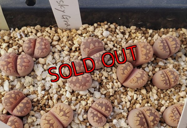 画像1: Cesky Granat ex. P. V.【25-10】