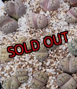 画像: Frick Grey【25-10】