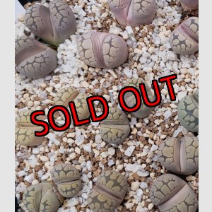 画像: Frick Grey【25-10】