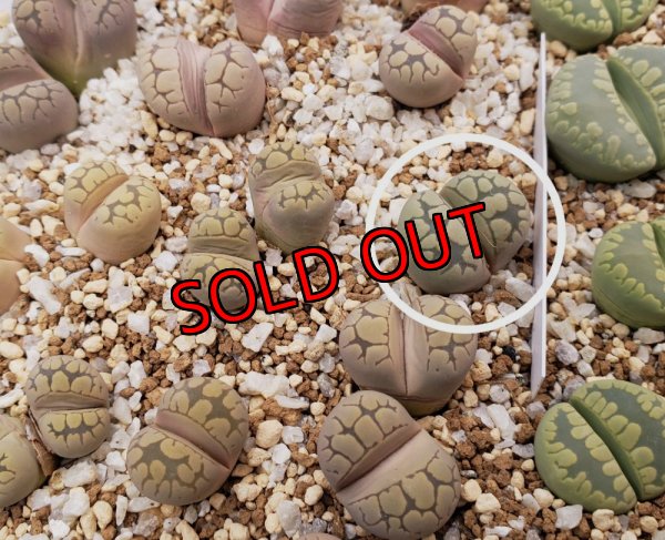 Frick green（白丸）