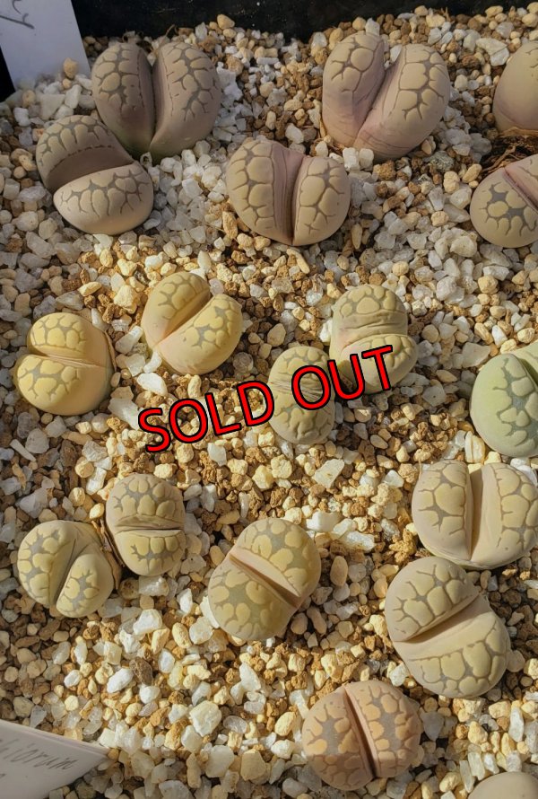 画像3: Frik Grey【25-10】