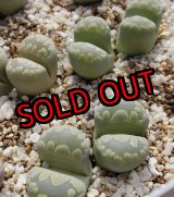 画像:  Aquamarin C128A/2H 【25-10】