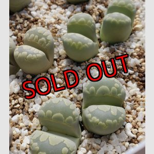 画像:  Aquamarin C128A/2H 【25-10】