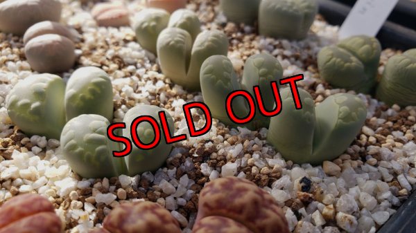 画像2:  Aquamarin C128A/2H 【25-10】