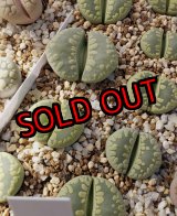 画像:  Midori-Otsue　ex. C350【25-10】