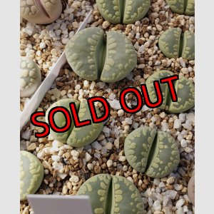 画像:  Midori-Otsue　ex. C350【25-10】