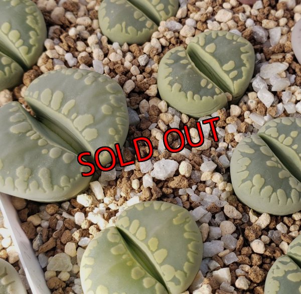 画像2:  Midori-Otsue　ex. C350【25-10】