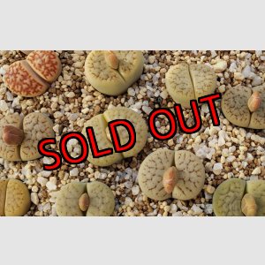 画像: archerae C306【25-10】