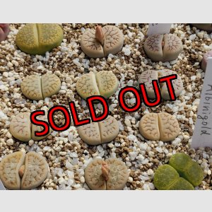 画像: archerae C104【25-10】