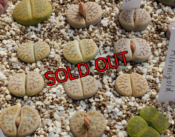 画像1: archerae C104【25-10】