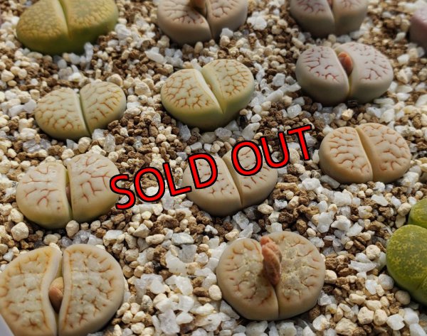 画像2: archerae C104【25-10】