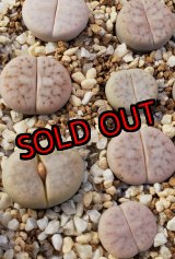 画像: NS2005 volkii 【25-10】