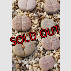 画像: NS2005 volkii 【25-10】