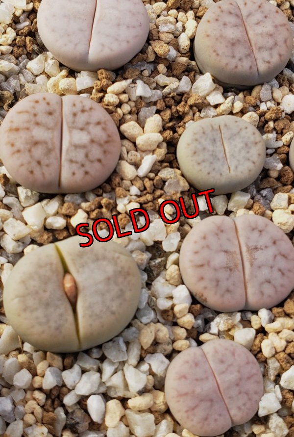 画像1: NS2005 volkii 【25-10】