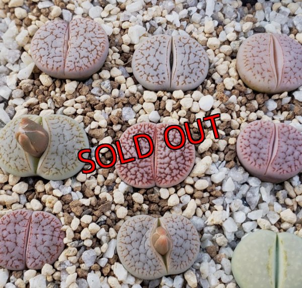 画像2:  ssp. dendritica "farinosa"C245【25-10】