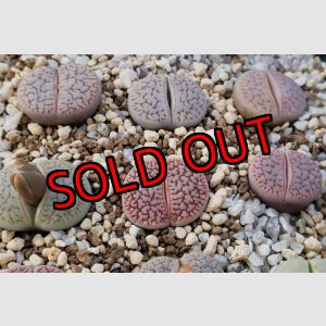 画像:  ssp. dendritica "farinosa"C245【25-10】