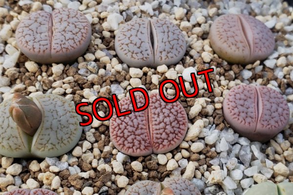 画像1:  ssp. dendritica "farinosa"C245【25-10】