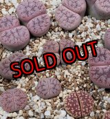 画像:  elisabethiae C187【25-10】