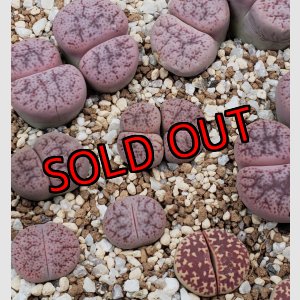 画像:  elisabethiae C187【25-10】