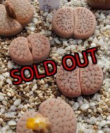 画像:  subsp. dendritica C73【25-10】