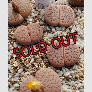 画像:  subsp. dendritica C73【25-10】