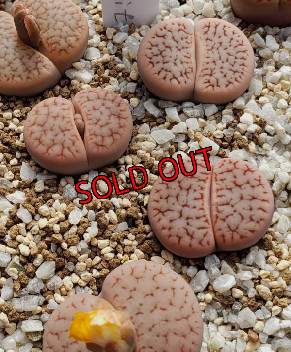 画像1:  subsp. dendritica C73【25-10】