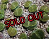 画像: 'Bellaketty'     【25-10】