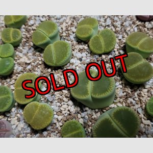 画像: 'Bellaketty'     【25-10】