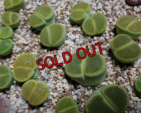 画像1: 'Bellaketty'     【25-10】