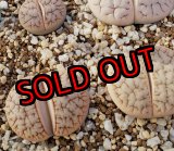 画像: "Pulmonuncula" C71【25-10】