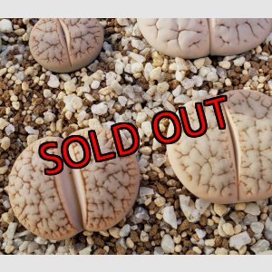 画像: "Pulmonuncula" C71【25-10】